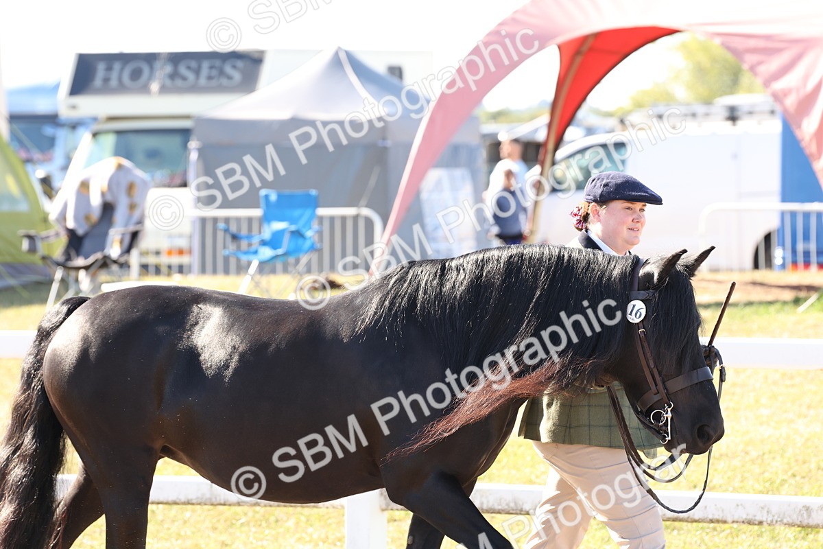 SBM_12867 - Class 206 - IH Non Show Type Pony