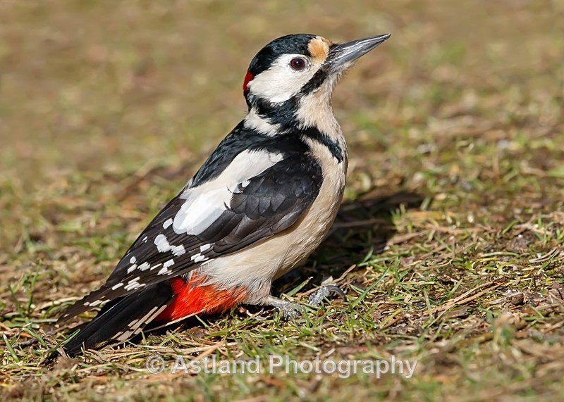 Astland Photography, Bird and Wildlife Images, Susan and Peter Wilson, U.K.