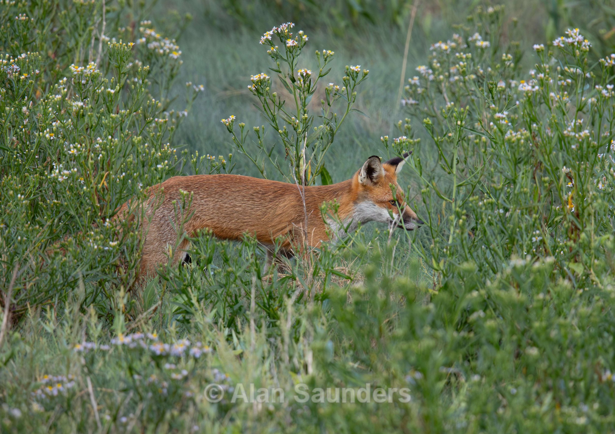 Red Fox 5