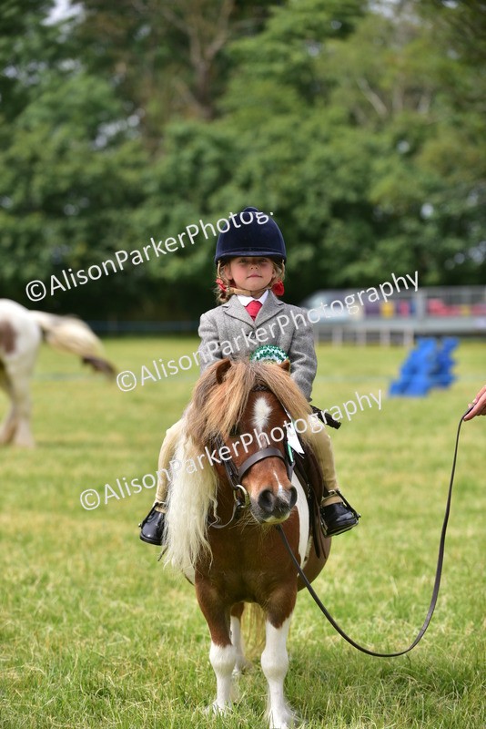 20260614-4032 - Class 16 - Handsome Gelding