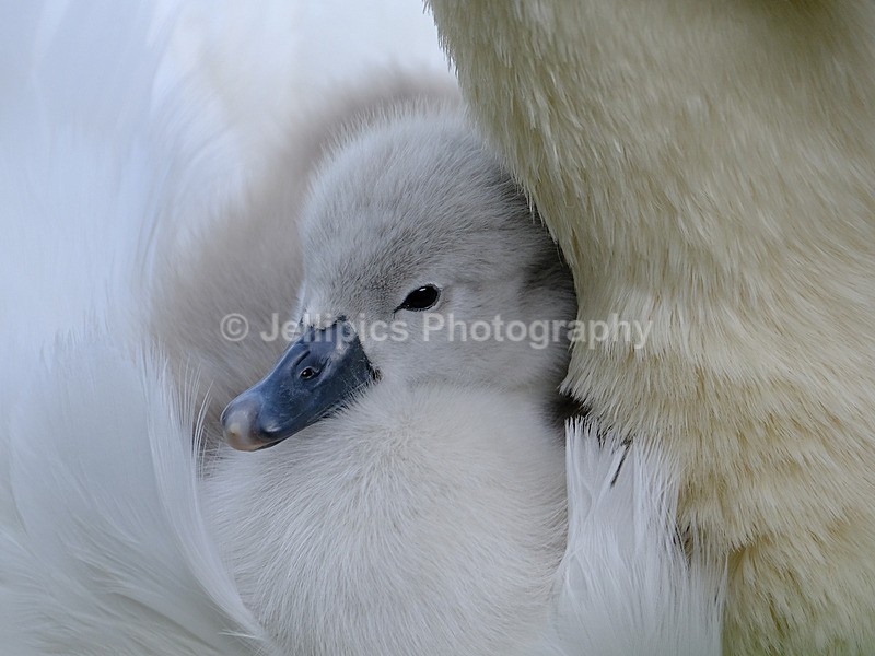  - Wildlife and Nature