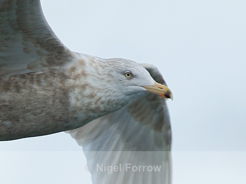 Glaucous Gull (third-winter) close-up, Grundarfjörður, Icleand - Glaucous Gull
