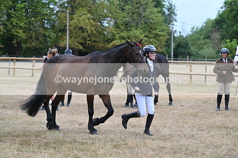 WJ7_9791 - Class 5a Most Handsome Gelding (above 14.2hh)