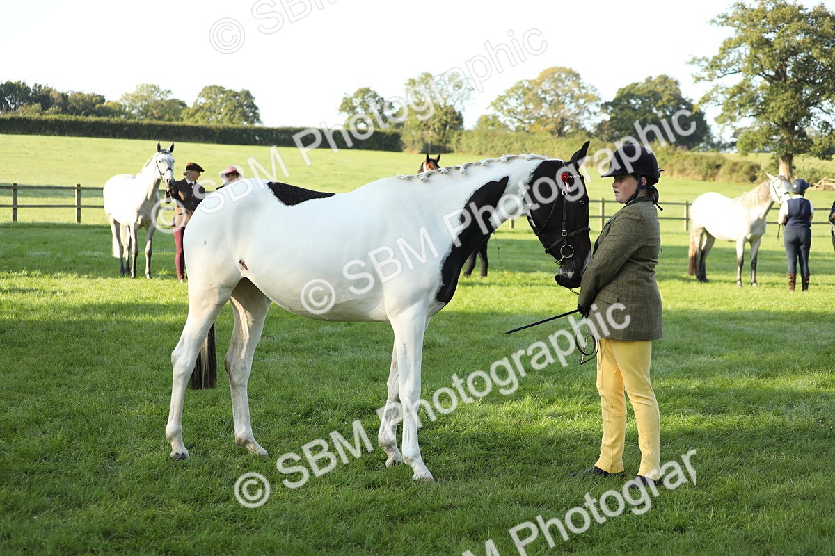 SBM_57965 - S42 - Youngstock