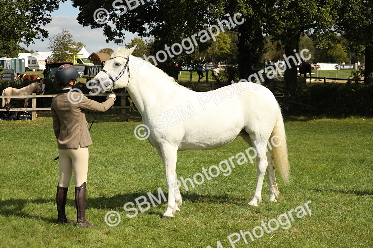 SBM_65488 - S47 - Mountain & Moorland In Hand Large Breeds