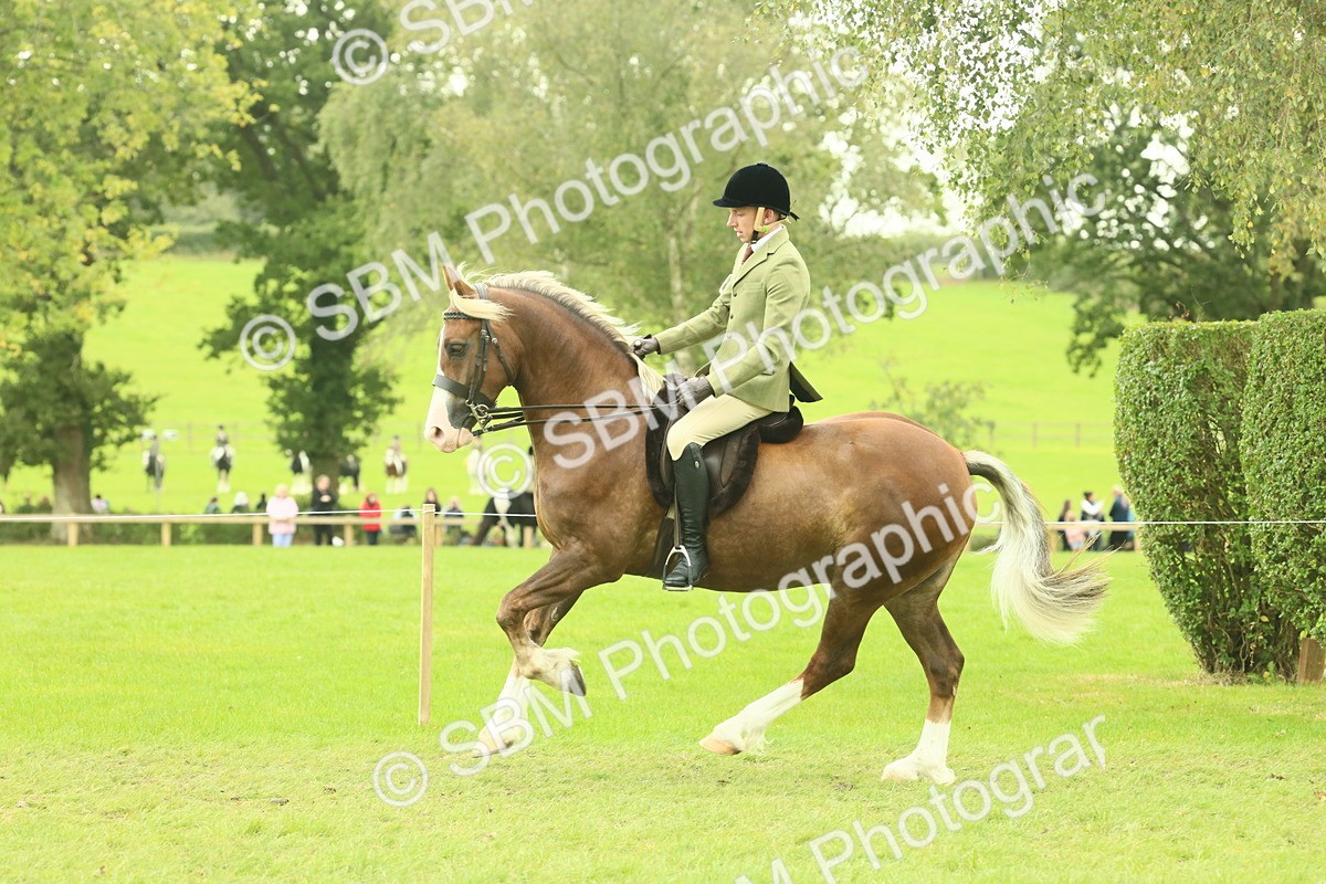 SBM_72098 - S60 - Mountain & Moorland Ridden Large Breeds