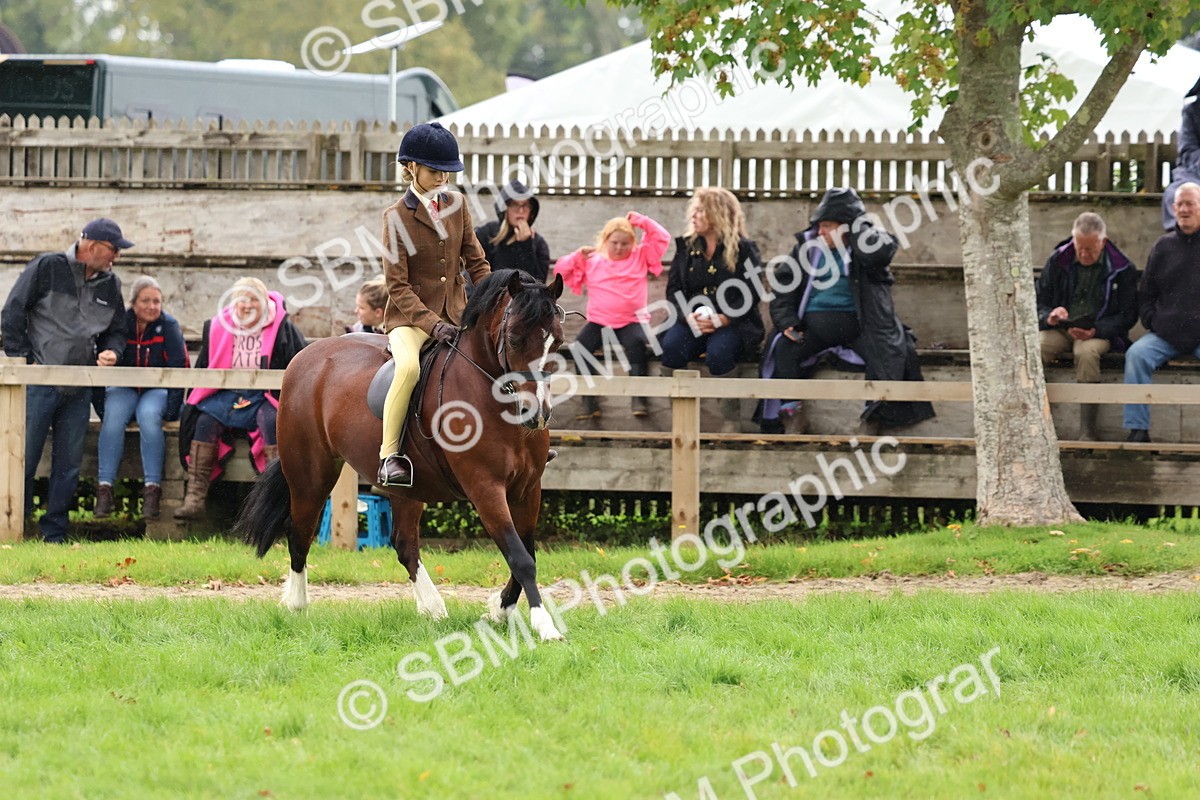 SBM_69642 - S62 - Mountain & Moorland Ridden Large Breeds