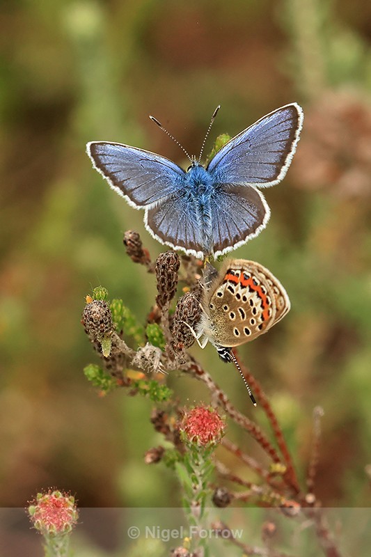 Mating Silver-studded Blue butterflies, Arne RSPB, Dorset - INSECTS