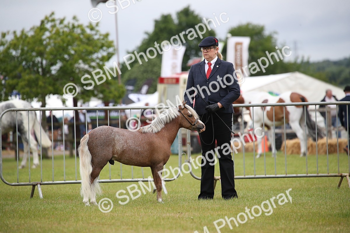 SBM_03732 - Class 23-25 - British Miniature Horse of the Year