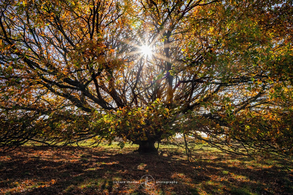 Oak sunburst - One2Tree