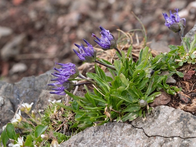 Sieber's Rampion (Phyteuma sieberi) - Wild Flowers