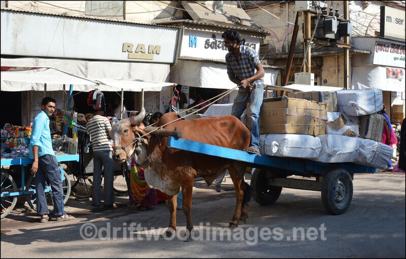 India Porbandar main street bullock cart - India