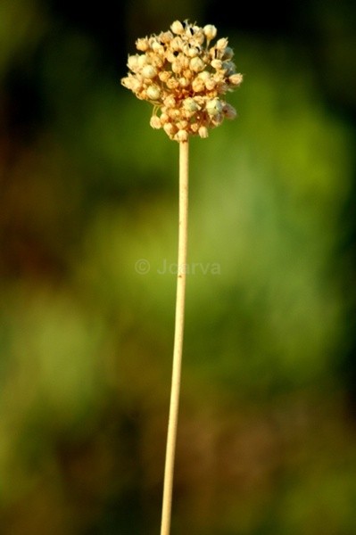 Lite Bud - Flowers and Plants