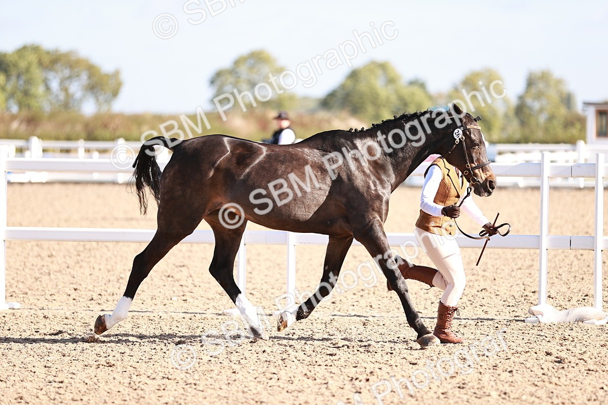 SBM_22018 - Class 702 - IH Show Horse-Pony