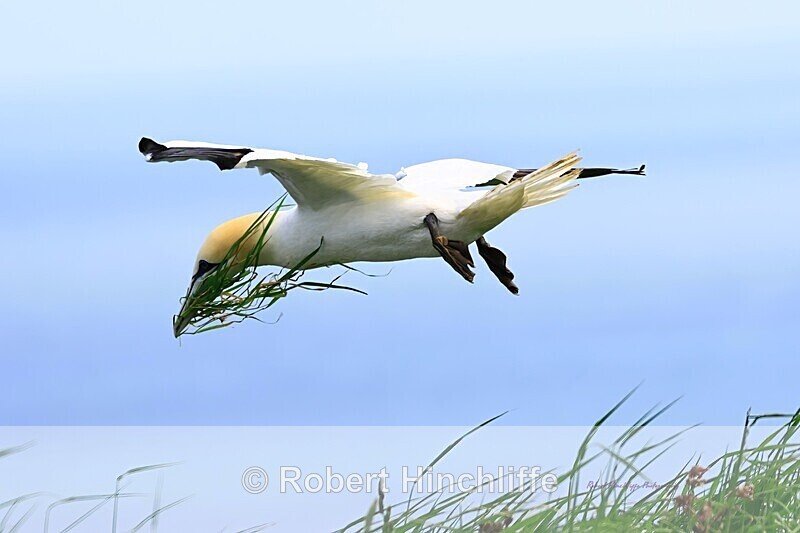 Gannet - United Kingdom