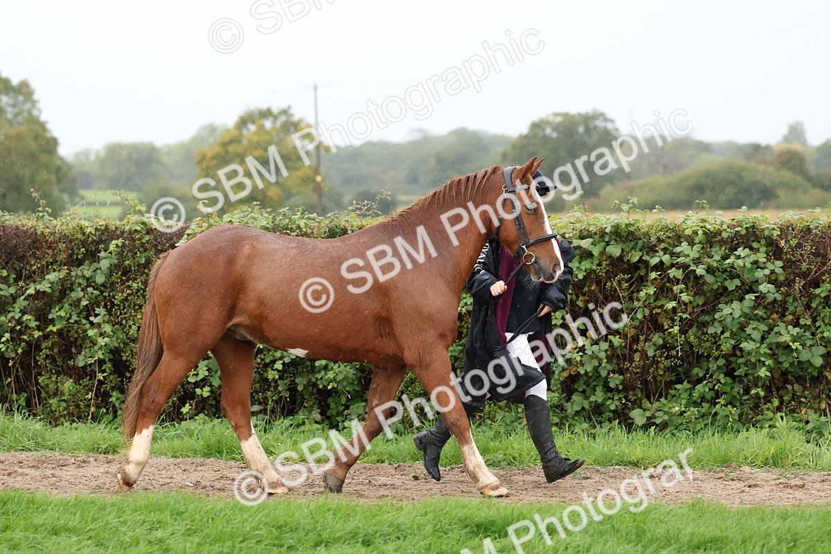 SBM_35295 - S10 - Best In Hand Horse & Pony