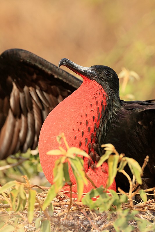 Magnificent Frigatebird (male) displaying inflated red sac, Isla Lobos - Magnificent Frigatebird
