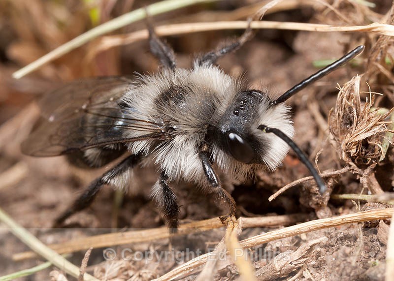 Andrena cineraria (m) - Andrena cineraria