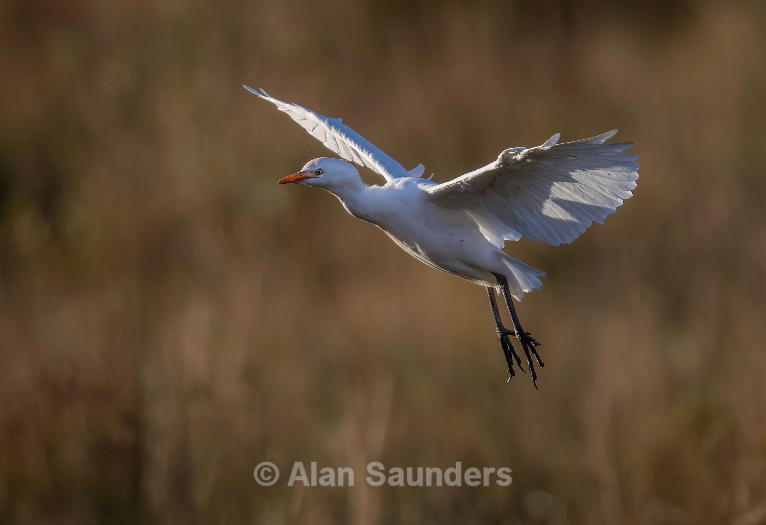 Cattle Egret 4