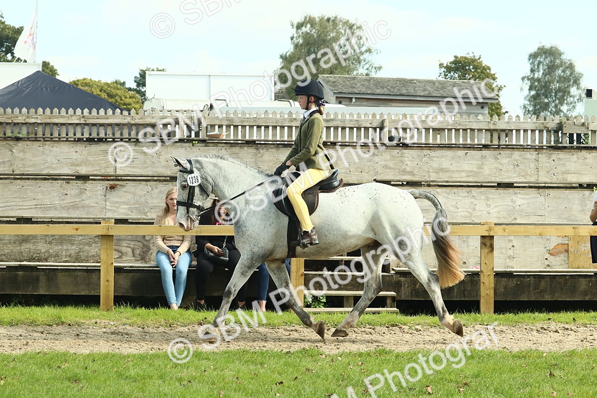SBM_67543 - S56 - Coloured Pony Ridden