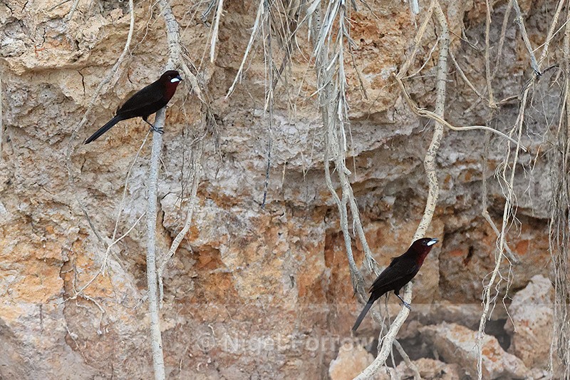 Two male Silver-beaked Tanagers, Pantanal, Brazil - Silver-beaked Tanager