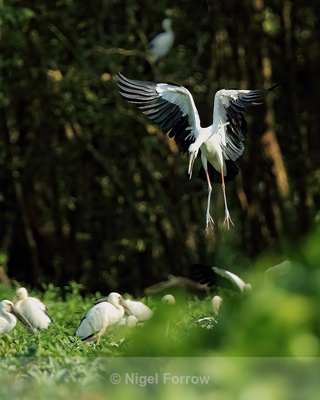 Asian Openbill slowing to land, Gao Giong, Vietnam - Asian Openbill