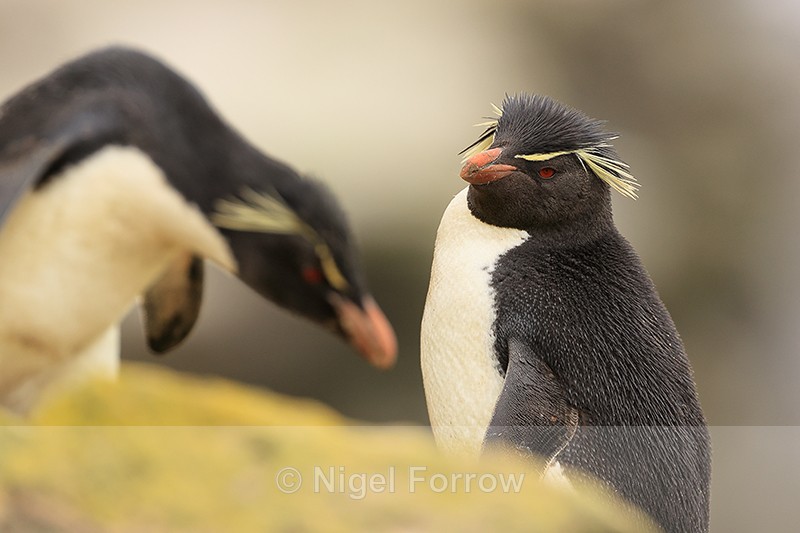 Rockhopper Penguin watches another pass nearby, Saunders Island - Rockhopper Penguin