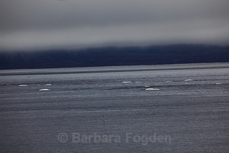 Beluga whales 4659 - Autumn