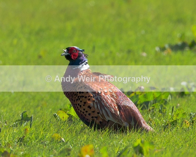 20110502-IMG_5324 - Gamebirds