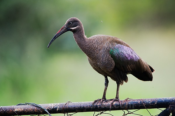 Hadada Ibis Elementaita, Kenya