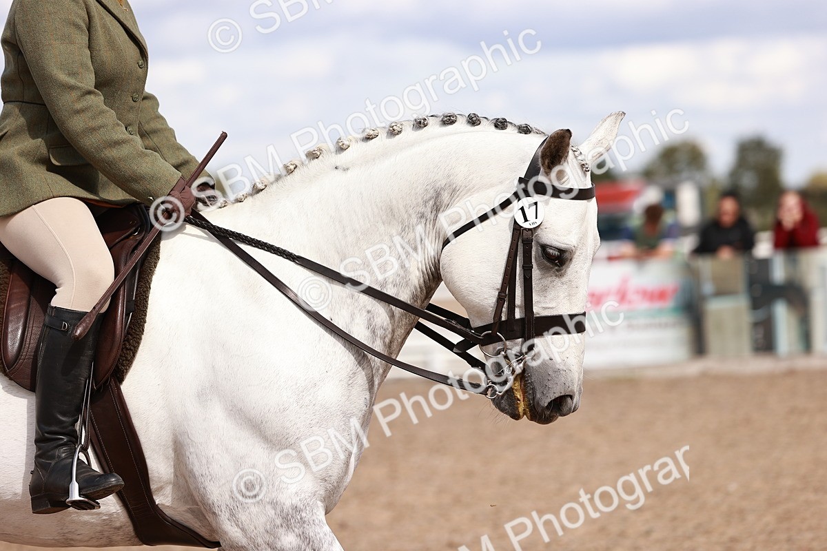 SBM_14447 - Class 410 - Grassroots Ridden - Horse