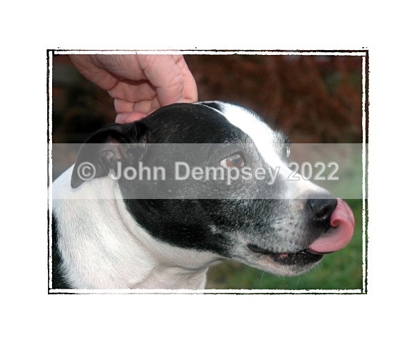 The Gentle Touch - Walking the Dog