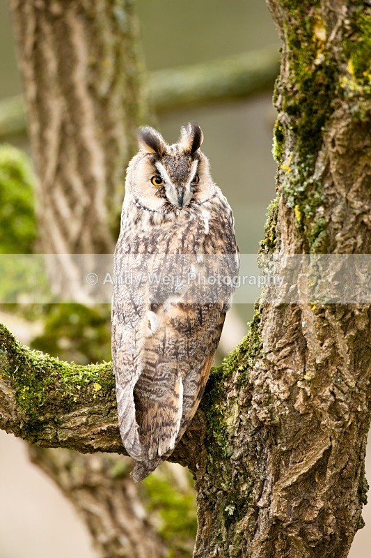 20110312-IMG_1334 - Long Eared Owl