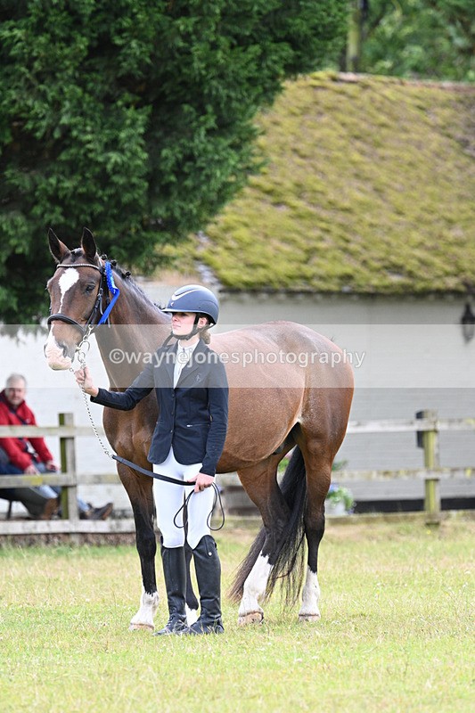 WJ7_7183 - Class 5a Most Handsome Gelding in Hand