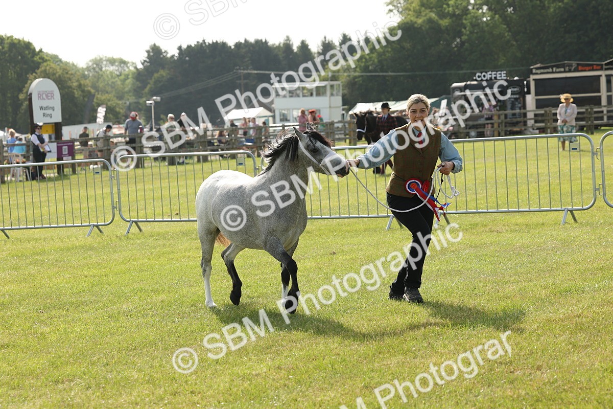SBM_00665 - Class 6-13 - Mountatin and Moorland In Hand Welsh Breeds