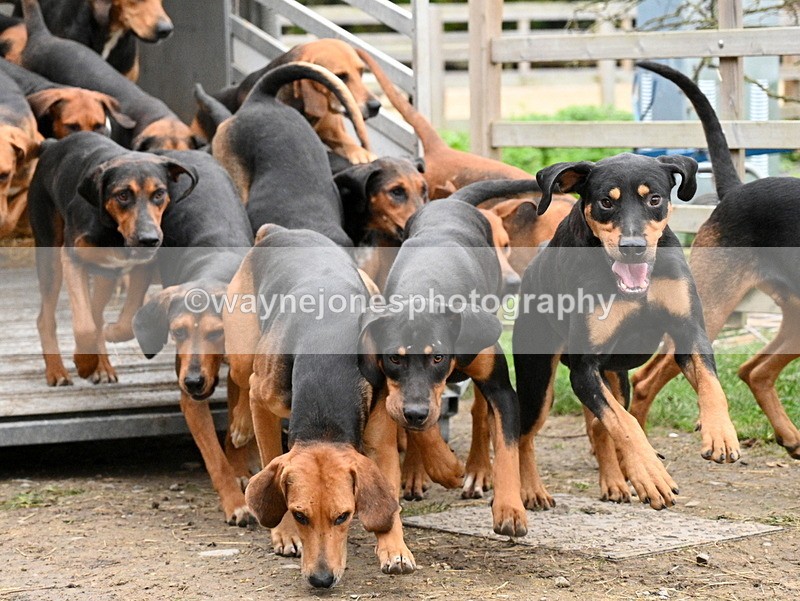 WJ7_5918 - Berks & Bucks - Children's Meet - The Old Farmhouse – Steventon.