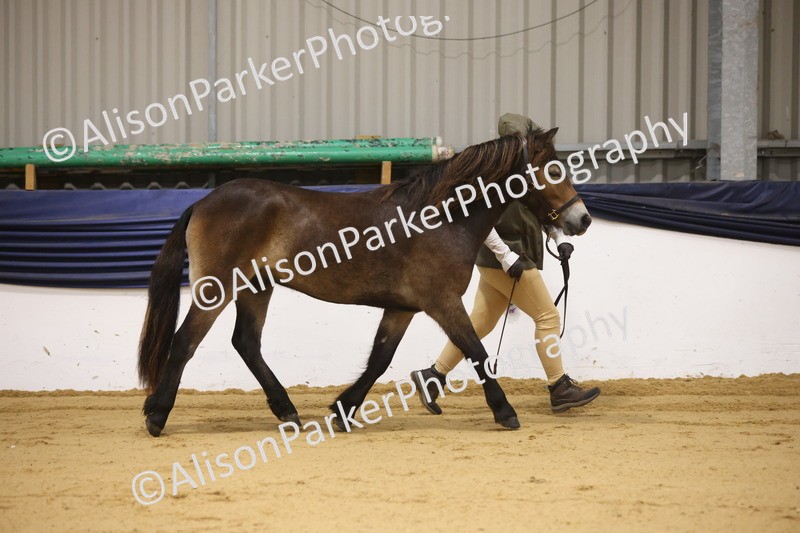 20260913-1047 - Class 109 - Bred On Exmoor In Hand