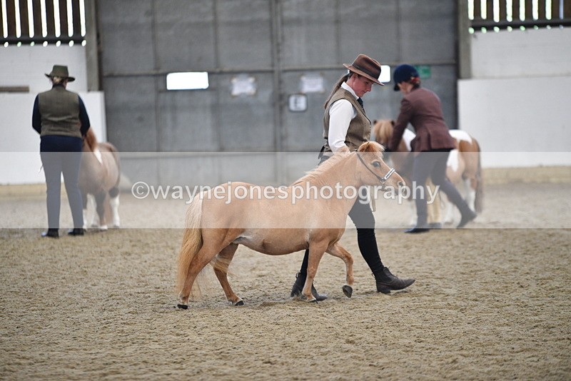 WJ5_4699 - Class 7 In hand coloured / odd coloured