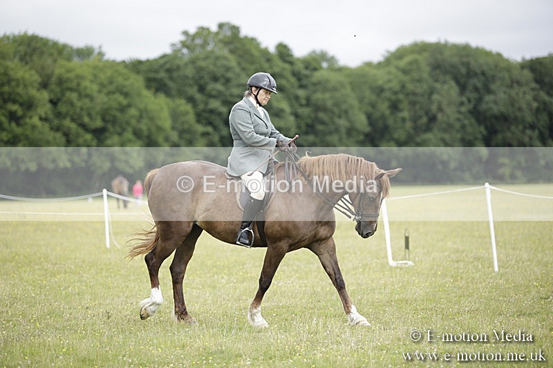 BVR160717-1285 - Ring 1 BVRC Show 16/07/17