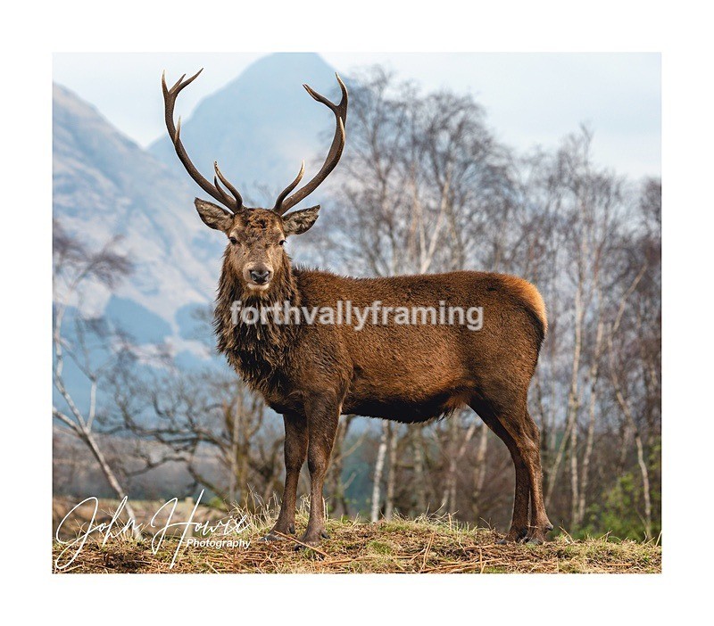  - Scottish Stags- picture