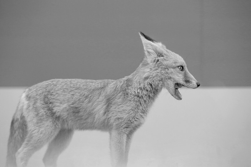  - Bristol Urban fox - foxes in family group