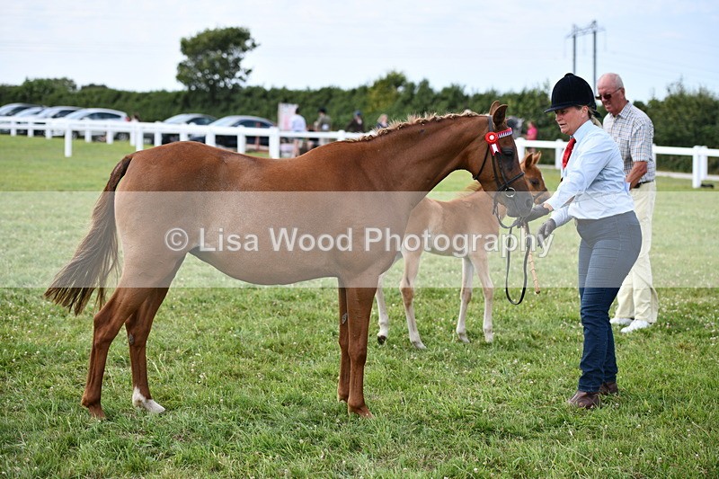 DSC_8650 - Classes 70 and 71: NPS Show Pony Brrod Mare and Foal