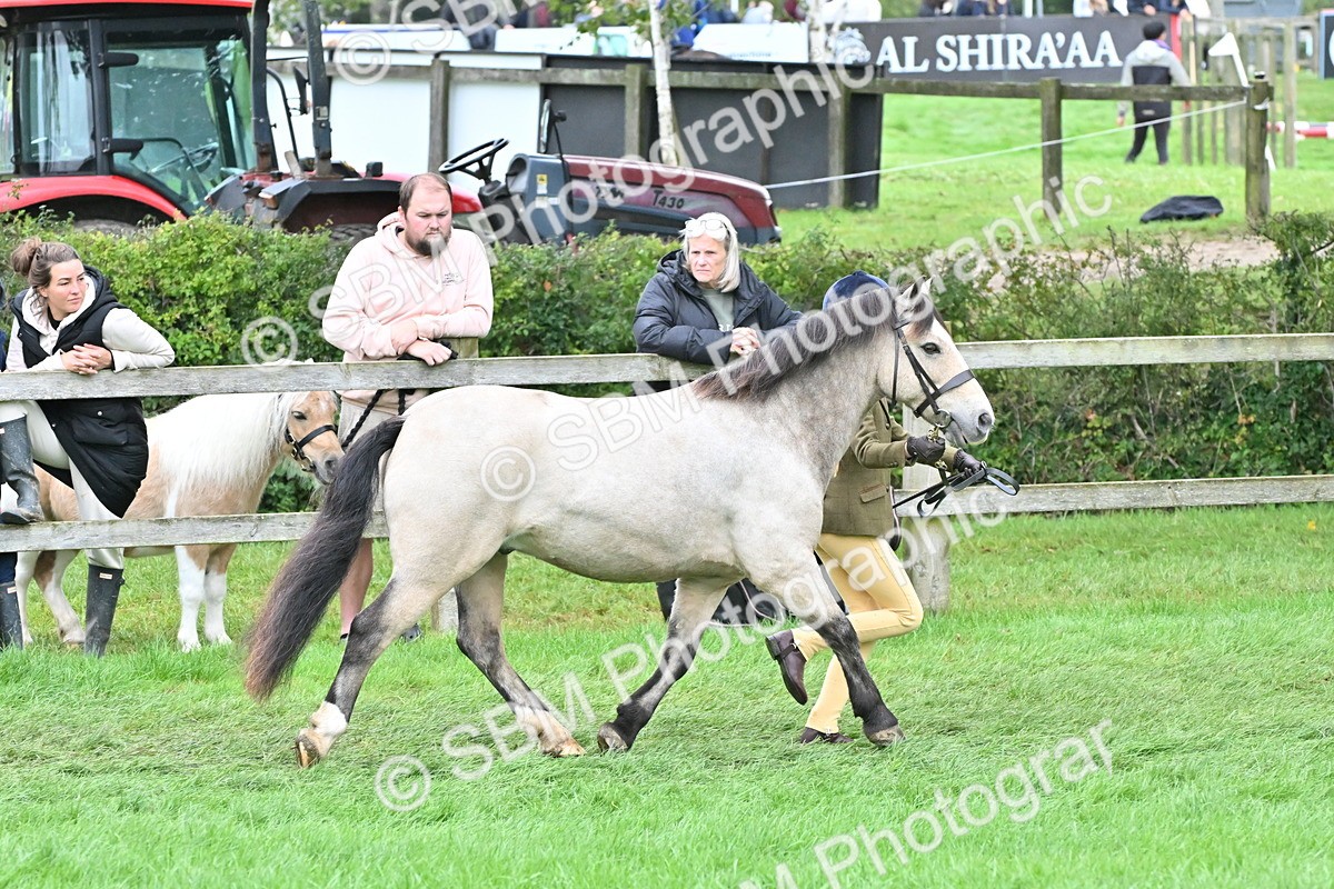 SBM_60993 - S48 - Mountain & Moorland In Hand Small Breeds