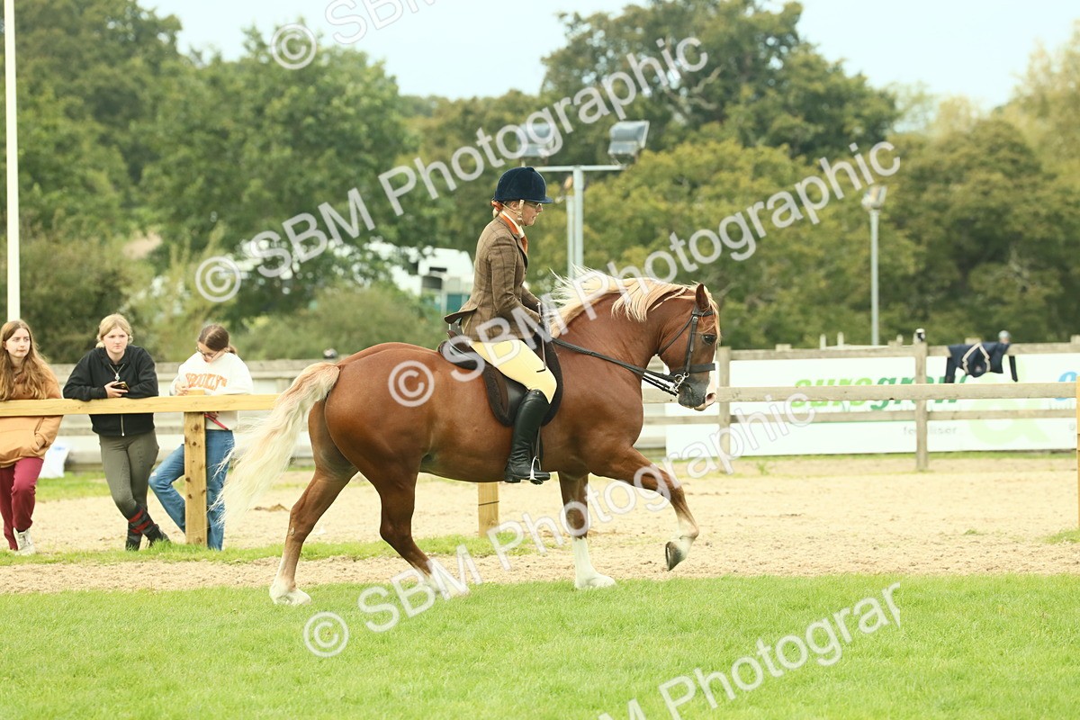 SBM_71957 - S60 - Mountain & Moorland Ridden Large Breeds