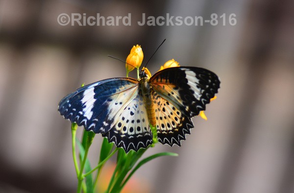 Leopard Lacewing - Butterfly Gallery