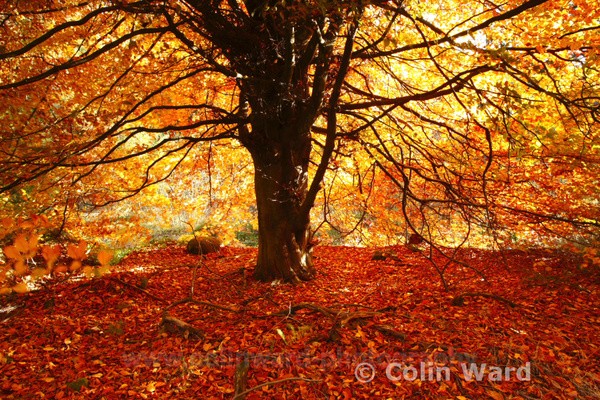 Golden Tree, Hasterly Forest. Ref 4532 - County Durham