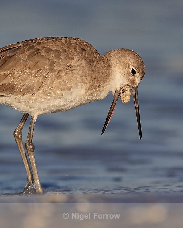 Willet regurgitates food pellet, Fort De Soto Park, Florida - Willet