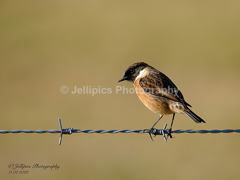  - Wildlife and Nature
