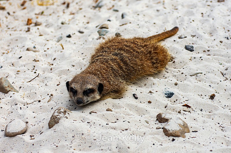 Meerkat - DSC_0233 - Meerkats