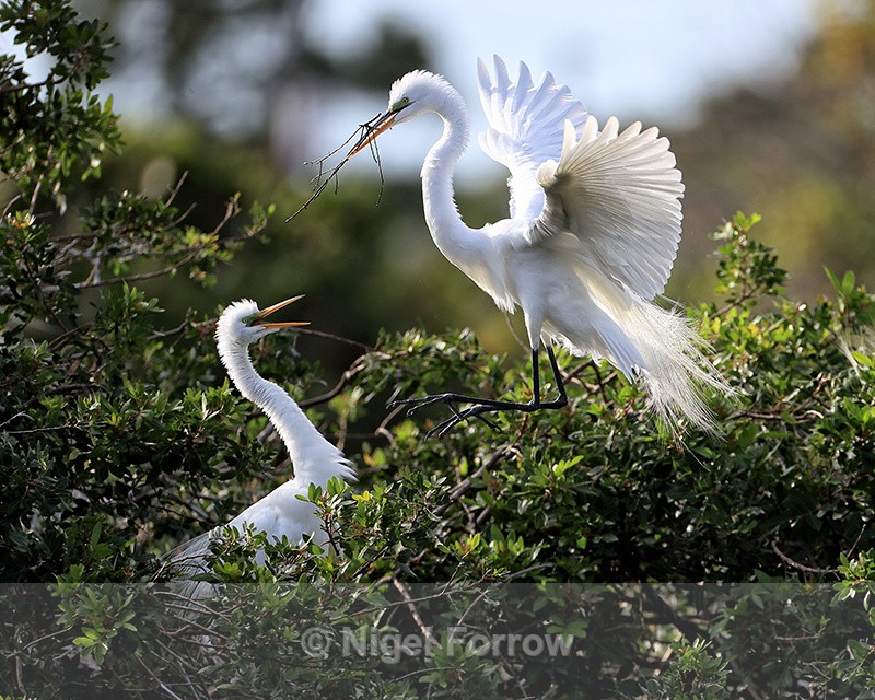 Great Egret arrival at nest, Venice Rookery, Florida - Great Egret